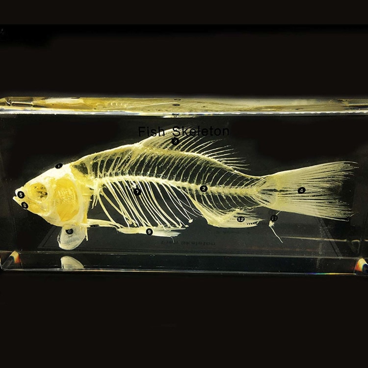 Fish Skeleton Glass