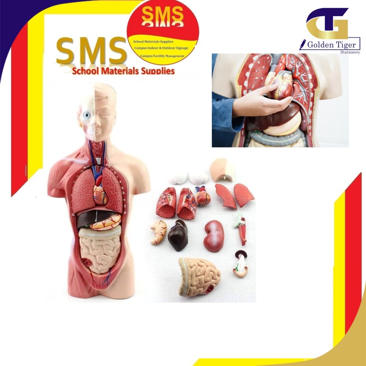 SMS Human anatomy model detachable 15 parts လူရုပ်